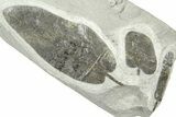 Carboniferous Fossil Fern (Neuropteris) Plate - France #378109-1